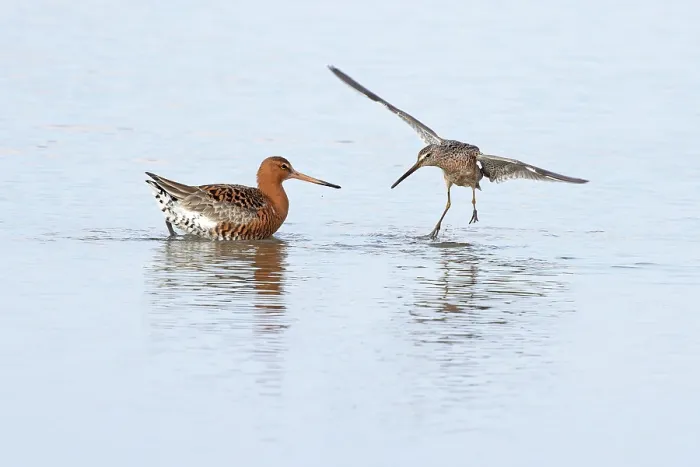 Framed Print : Long-billed dowitcher (Limnodromus scolopaceus) summer plumage, on water squabbling with Black-tailed godwit (Limosa limosa), Cley, Norfolk, UK. April Framed Print : Long-billed dowitcher (Limnodromus scolopaceus) summer plumage, on water squabbling with Black-tailed godwit (Limosa limosa), Cley, Norfolk, UK. April