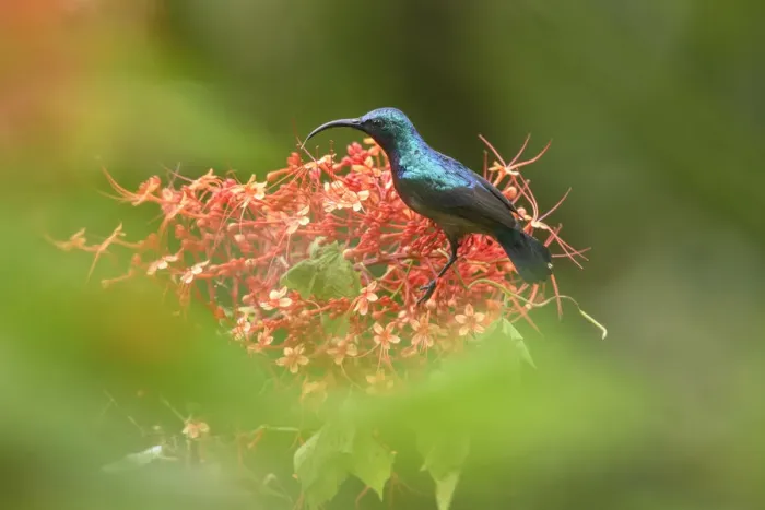 Framed Print : Long-billed sunbird (Cinnyris lotenius) nectaring on flowers. Goa, India. September Framed Print : Long-billed sunbird (Cinnyris lotenius) nectaring on flowers. Goa, India. September