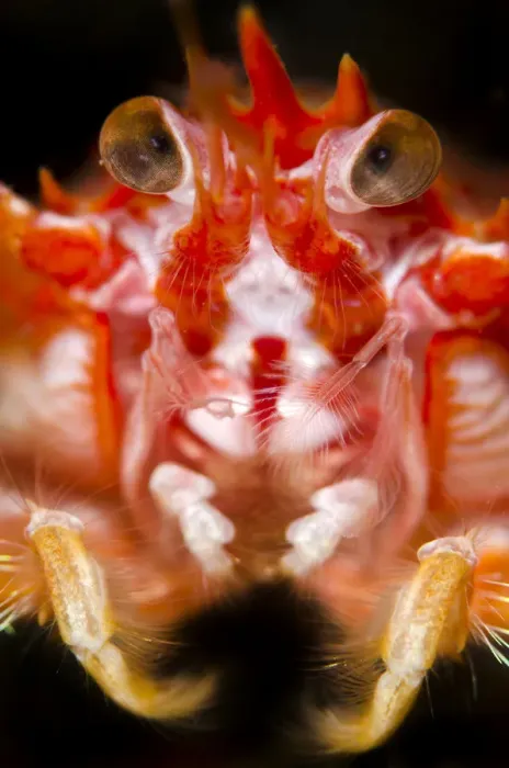 Framed Print : Long-clawed squat lobster (Munida rugosa) portrait, Loch Fyne, Argyll and Bute, Scotland Framed Print : Long-clawed squat lobster (Munida rugosa) portrait, Loch Fyne, Argyll and Bute, Scotland