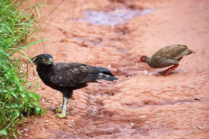 Framed Print : Long crested eagle (Lophaetus occipitalis) and Red-necked spurfowl (Pternistis afer) feeding on insects, Akagera National Park, Rwanda Framed Print : Long crested eagle (Lophaetus occipitalis) and Red-necked spurfowl (Pternistis afer) feeding on insects, Akagera National Park, Rwanda