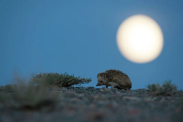 Long-eared hedgehog (Hemiechinus auritus) at night with the moon, Gobi Desert, Mongolia