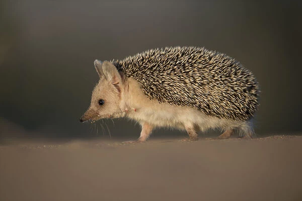 Long-eared hedgehog (Hemiechinus auritus) Gobi Desert, Mongolia. May