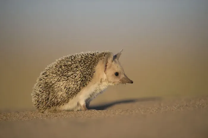 Framed Print : Long-eared hedgehog (Hemiechinus auritus) Gobi Desert, Mongolia. May Framed Print : Long-eared hedgehog (Hemiechinus auritus) Gobi Desert, Mongolia. May