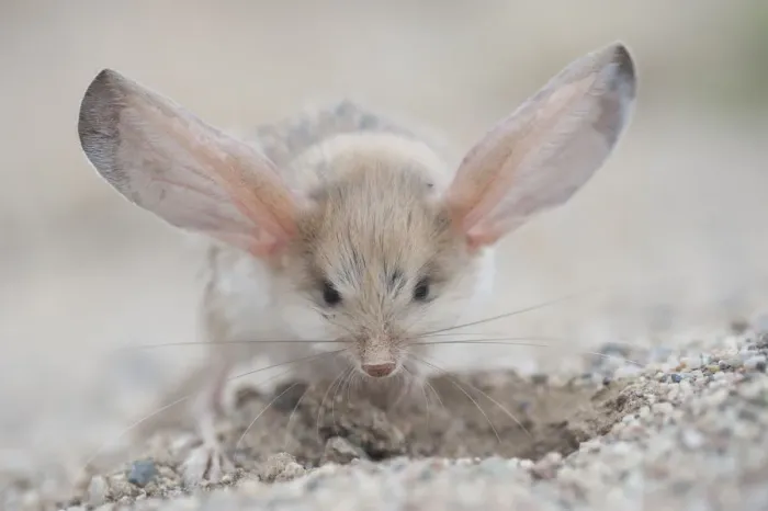 Framed Print : Long-eared jerboa (Euchorentes naso) digging, South Gobi Desert, Mongolia. June Framed Print : Long-eared jerboa (Euchorentes naso) digging, South Gobi Desert, Mongolia. June