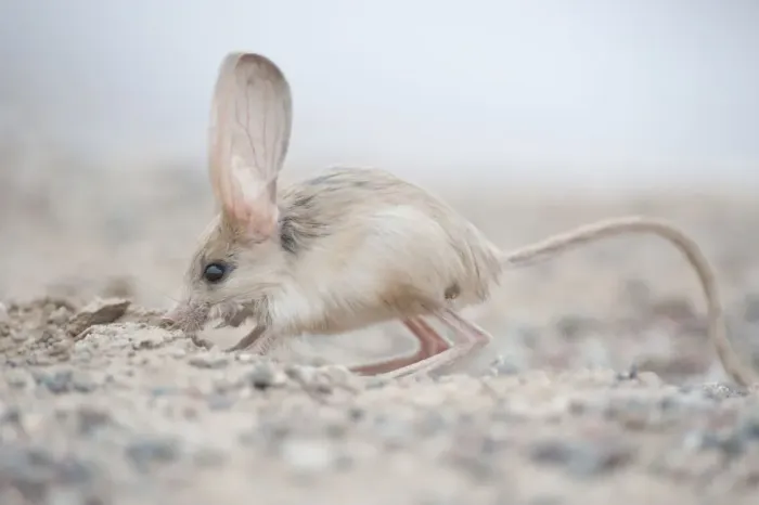 Framed Print : Long-eared jerboa (Euchorentes naso) South Gobi Desert, Mongolia. June Framed Print : Long-eared jerboa (Euchorentes naso) South Gobi Desert, Mongolia. June