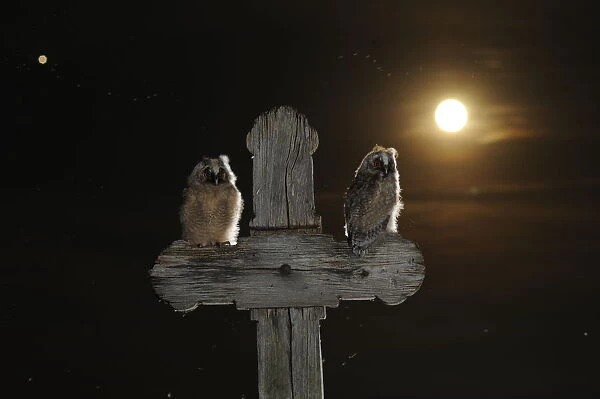 Long eared owl (Asio otus) chicks perched on a cross, with the moon, in the background