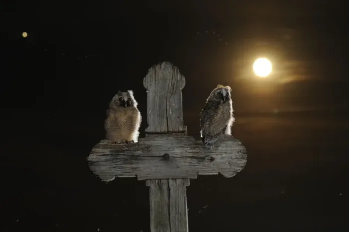 Framed Print : Long eared owl (Asio otus) chicks perched on a cross, with the moon, in the background Framed Print : Long eared owl (Asio otus) chicks perched on a cross, with the moon, in the background