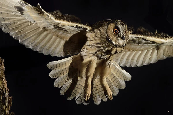 Long eared owl (Asio otus) in flight, taking off from oak tree snag