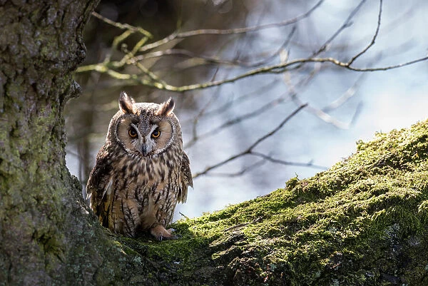 Long-eared owl (Asio otus) in a large tree, Cheshire, UK, March