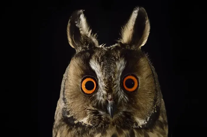 Framed Print : Long eared owl (Asio otus) at night, perched on oak tree snag Framed Print : Long eared owl (Asio otus) at night, perched on oak tree snag