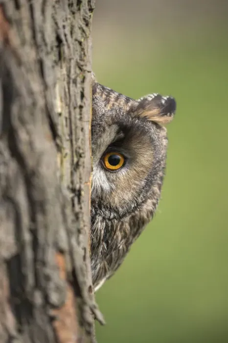 Framed Print : Long-eared owl (Asio otus) peering round tree trunk, captive, UK Framed Print : Long-eared owl (Asio otus) peering round tree trunk, captive, UK