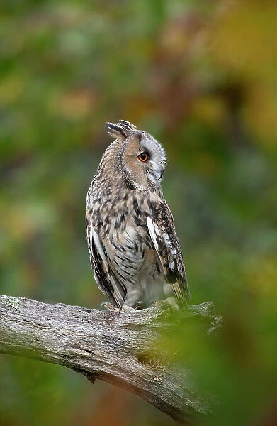 Long eared owl (Asio otus) perched on branch, Hampshire, UK. October. Captive, controlled conditions