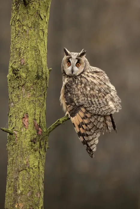 Framed Print : Long-eared owl (Asio otus) on pine tree, captive, Yorkshire, UK Framed Print : Long-eared owl (Asio otus) on pine tree, captive, Yorkshire, UK