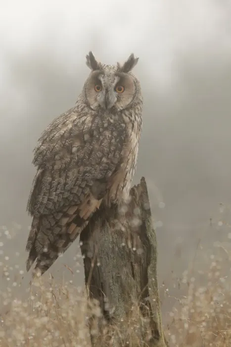Framed Print : Long-eared owl (Asio otus) on pine tree stump, North Yorkshire, captive, UK