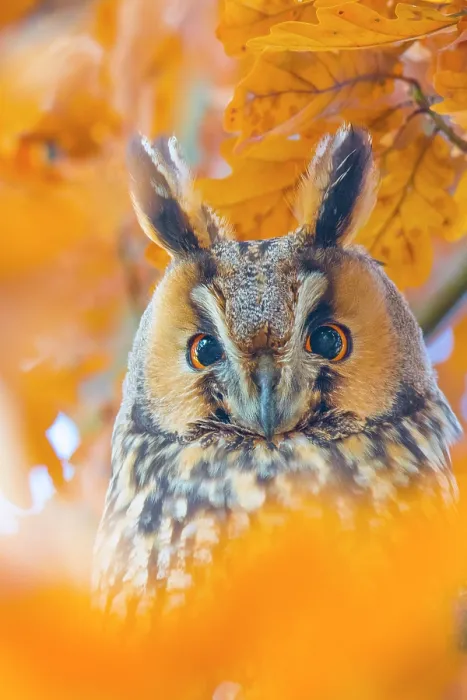 Framed Print : Long-eared owl (Asio otus) portrait, roosting in tree in autumn, The Netherlands Framed Print : Long-eared owl (Asio otus) portrait, roosting in tree in autumn, The Netherlands