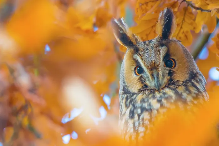 Framed Print : Long-eared owl (Asio otus) portrait, roosting in tree in autumn, The Netherlands Framed Print : Long-eared owl (Asio otus) portrait, roosting in tree in autumn, The Netherlands