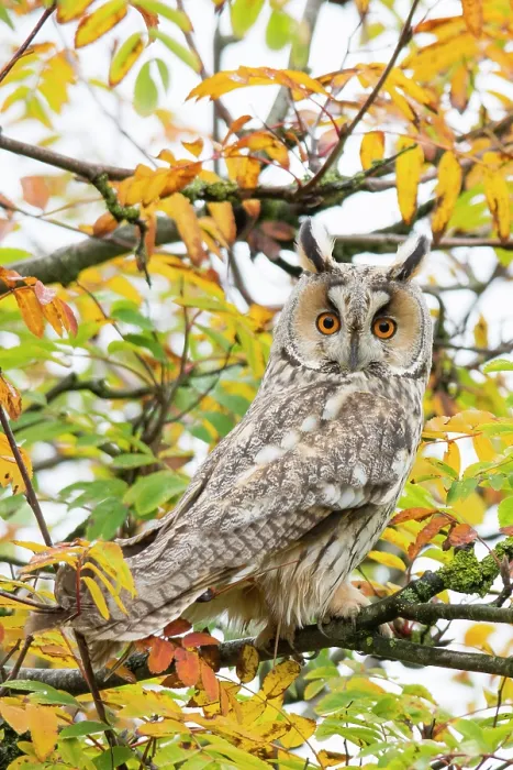 Framed Print : Long-eared owl (Asio otus) portrait Framed Print : Long-eared owl (Asio otus) portrait