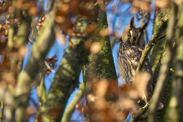 Long-eared owl (Asio otus) roosting in tree in autumn, The Netherlands