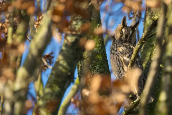 Framed Print : Long-eared owl (Asio otus) roosting in tree in autumn, The Netherlands Framed Print : Long-eared owl (Asio otus) roosting in tree in autumn, The Netherlands