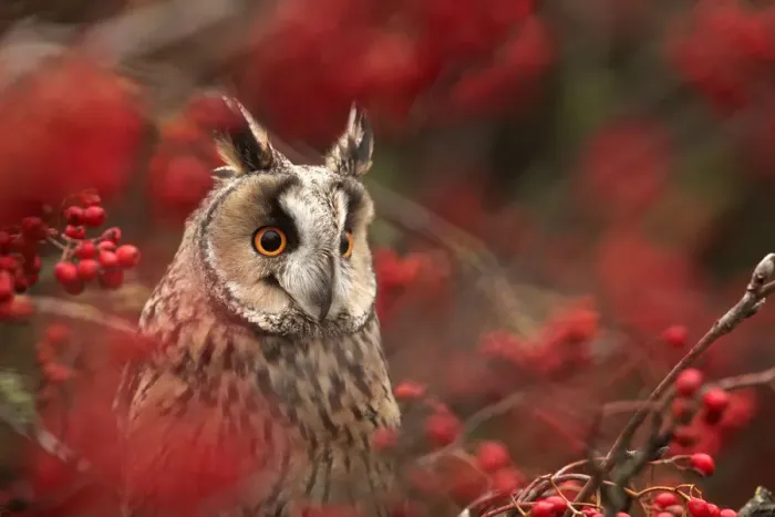 Framed Print : Long-eared owl (Asio otus) in Rowan tree with red berries, captive, Yorkshire, UK Framed Print : Long-eared owl (Asio otus) in Rowan tree with red berries, captive, Yorkshire, UK