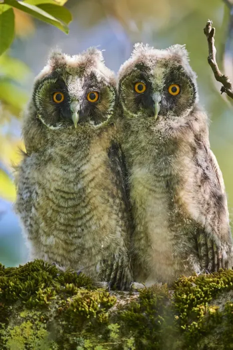 Framed Print : Two Long-eared owl chick (Asio otus) perched in tree. Alsace. France Framed Print : Two Long-eared owl chick (Asio otus) perched in tree. Alsace. France