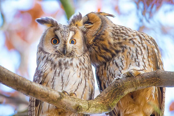 Long-eared owls (Asio otus) autumn, two owls interacting while roosting in tree, social behaviour, The Netherlands