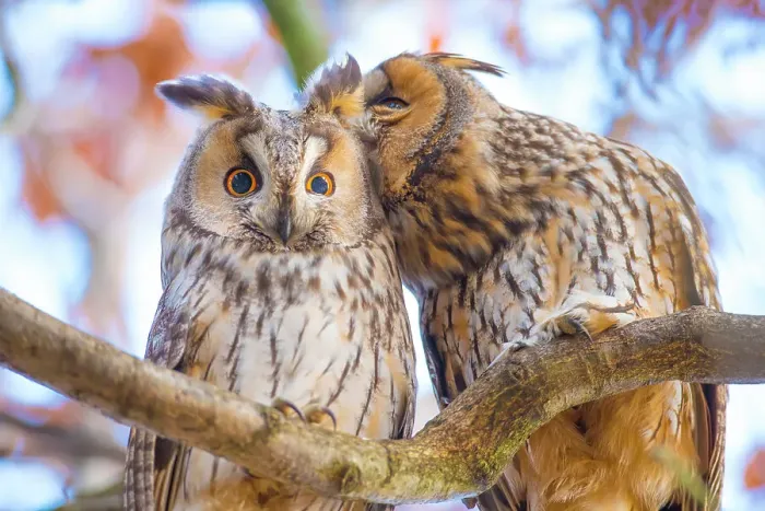 Framed Print : Long-eared owls (Asio otus) autumn, two owls interacting while roosting in tree, social behaviour, The Netherlands Framed Print : Long-eared owls (Asio otus) autumn, two owls interacting while roosting in tree, social behaviour, The Netherlands