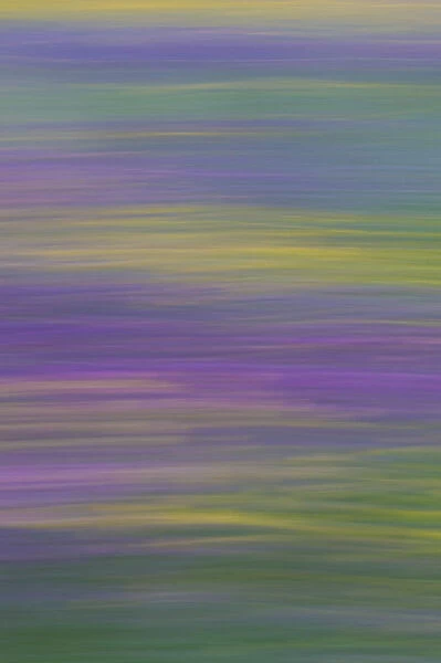 Long exposure with panning of field of wild flowers in traditional hay meadow