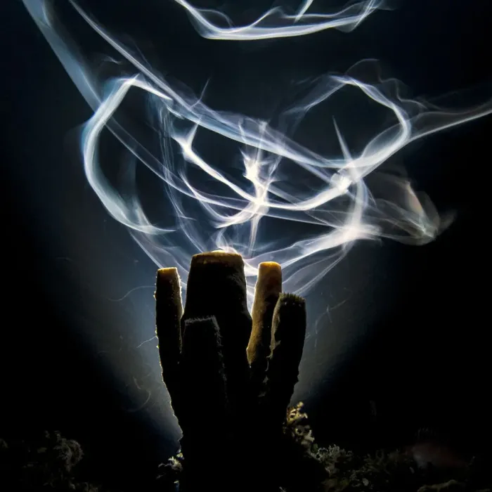 Framed Print : A long exposure renders Bar jacks (Carangoides ruber) as ghostly trails as they swim Framed Print : A long exposure renders Bar jacks (Carangoides ruber) as ghostly trails as they swim