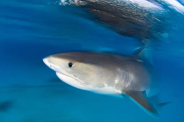 A long exposure of a Tiger Shark (Galeocerdo cuvier) portrait, at the surface at dusk