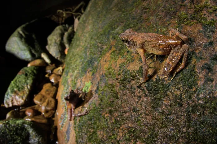 Framed Print : Long fingered slender toad (Ansonia longidigita) male calling from top of rock as female below approaches, Kubah National Park, Sarawak, Borneo Framed Print : Long fingered slender toad (Ansonia longidigita) male calling from top of rock as female below approaches, Kubah National Park, Sarawak, Borneo