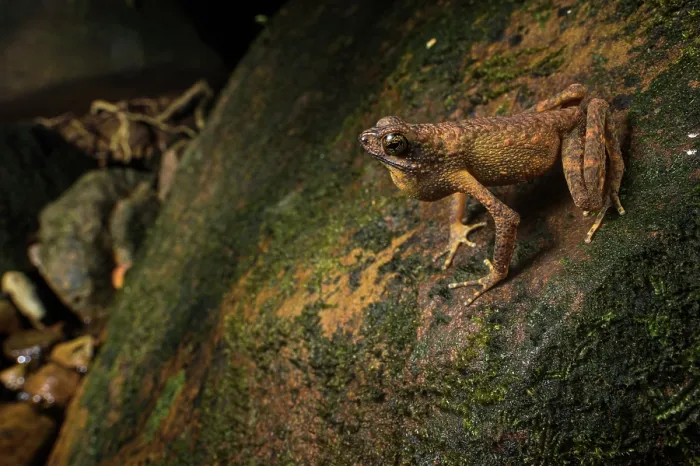 Framed Print : Long fingered slender toad (Ansonia longidigita) sitting on rock and croaking, Kubah National Park, Sarawak, Borneo Framed Print : Long fingered slender toad (Ansonia longidigita) sitting on rock and croaking, Kubah National Park, Sarawak, Borneo