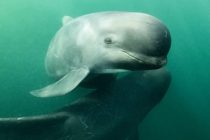 Framed Print : Long-finned pilot whale (Globicephala melas) off Nova Scotia, Canada. October Framed Print : Long-finned pilot whale (Globicephala melas) off Nova Scotia, Canada. October