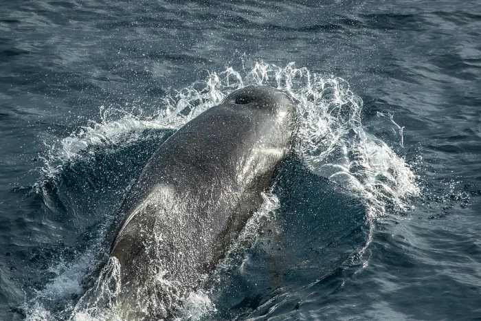 Framed Print : Long-finned pilot whale (Globicephala melas) surfacing, South Pacific Ocean Framed Print : Long-finned pilot whale (Globicephala melas) surfacing, South Pacific Ocean