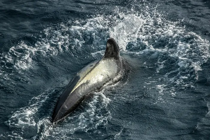 Framed Print : Long-finned pilot whale (Globicephala melas) surfacing, South Pacific Ocean Framed Print : Long-finned pilot whale (Globicephala melas) surfacing, South Pacific Ocean