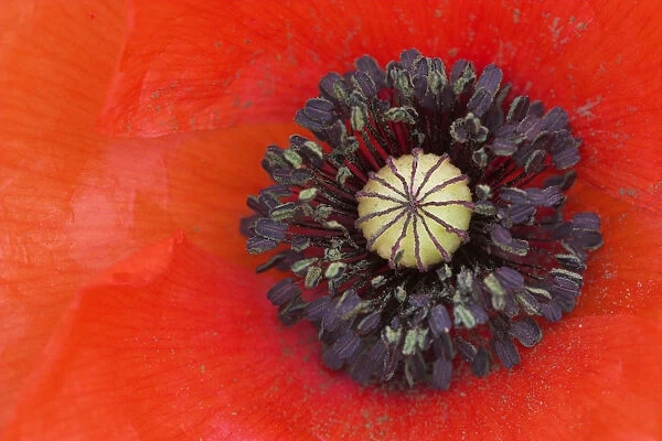 Long headed poppy (Papaver dubium) close up of flower centre, Sussex, UK