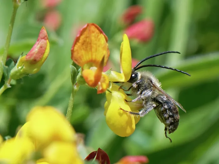 Framed Print : Long-horned bee (Eucera longicornis) male, nectaring from Marsh bird's-foot trefoil (Lotus pedunculatus) flowers on coastal grassland, The Lizard, Cornwall, England, UK. June Framed Print : Long-horned bee (Eucera longicornis) male, nectaring from Marsh bird's-foot trefoil (Lotus pedunculatus) flowers on coastal grassland, The Lizard, Cornwall, England, UK. June