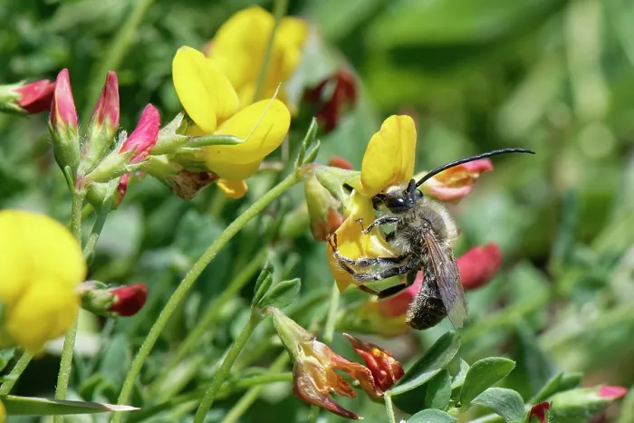 Framed Print : Long-horned bee (Eucera longicornis) male, nectaring from Marsh bird's-foot trefoil (Lotus pedunculatus) flowers on coastal grassland, The Lizard, Cornwall, England, UK. June Framed Print : Long-horned bee (Eucera longicornis) male, nectaring from Marsh bird's-foot trefoil (Lotus pedunculatus) flowers on coastal grassland, The Lizard, Cornwall, England, UK. June