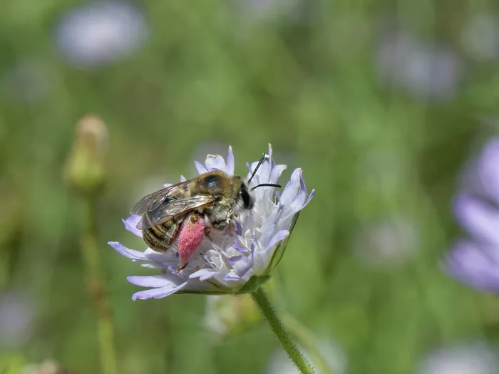 Framed Print : Long-horned bee (Tetraloniella sp.) female, nectaring on a Sweet scabious (Scabiosa atropurpurea) flowerhead, Corfu, Greece. May Framed Print : Long-horned bee (Tetraloniella sp.) female, nectaring on a Sweet scabious (Scabiosa atropurpurea) flowerhead, Corfu, Greece. May