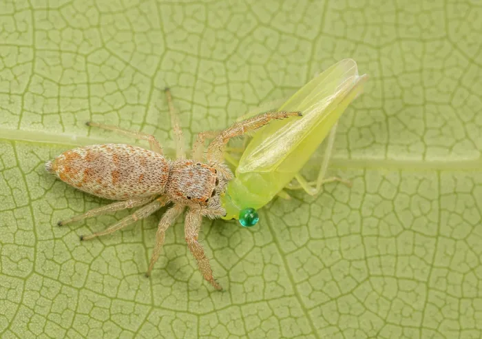 Framed Print : Long-jawed jumping spider (Hentzia sp.) feeding on Leafhopper (Cicadellidae) prey, Pennsylvania, USA. May Framed Print : Long-jawed jumping spider (Hentzia sp.) feeding on Leafhopper (Cicadellidae) prey, Pennsylvania, USA. May