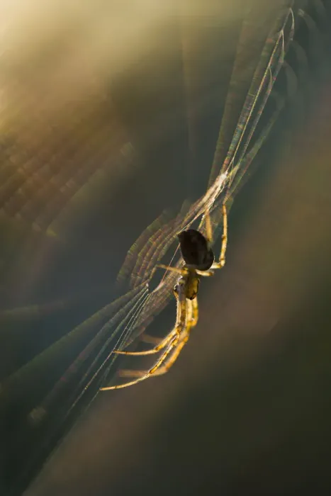 Framed Print : Long-jawed orbweaver (Metellina segmentata) in web at sunset. Dunwich Heath, Suffolk Framed Print : Long-jawed orbweaver (Metellina segmentata) in web at sunset. Dunwich Heath, Suffolk