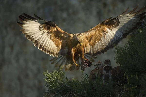 Long-legged buzzard (Buteo rufinus) landing at nest with food fo young, Bulgaria