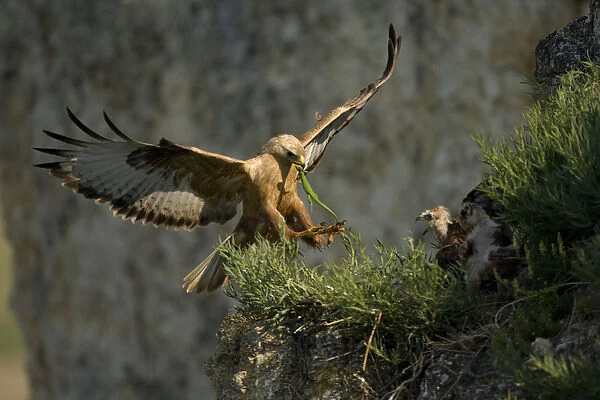 Long-legged buzzard (Buteo rufinus) landing at nest, with lizard prey for chicks