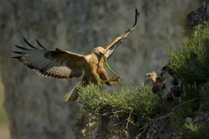 Framed Print : Long-legged buzzard (Buteo rufinus) landing at nest, with lizard prey for chicks Framed Print : Long-legged buzzard (Buteo rufinus) landing at nest, with lizard prey for chicks