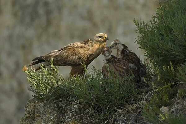 Long-legged buzzard (Buteo rufinus) at nest, with young, Bulgaria, May 2008