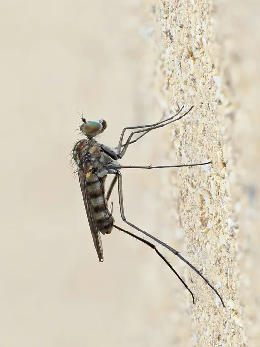 Framed Print : Long legged fly (Liancalus virens) resting on a wall, Chiswick, London, England, UK. August. Focus stacked