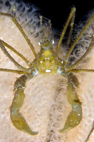 Long legged spider crab (Macropodia rostrata) on Dead mans fingers (Alcyonium digitatum)