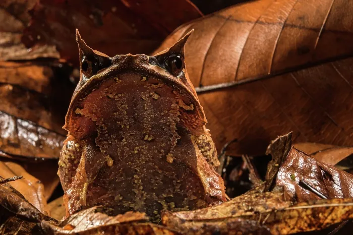 Framed Print : Long-nosed horned frog (Pelobatrachus nasutus) sitting in leaflitter, Kubah National Park, Borneo Framed Print : Long-nosed horned frog (Pelobatrachus nasutus) sitting in leaflitter, Kubah National Park, Borneo