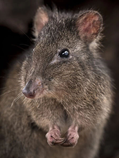 Long-nosed potoroo (Potorous tridactylus) portrait showing sharp curved claws on front