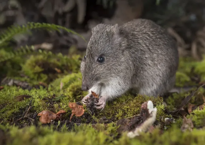 Framed Print : Long-nosed potoroo (Potorous tridactylus) eating fungi, showing sharp claws on front feet Framed Print : Long-nosed potoroo (Potorous tridactylus) eating fungi, showing sharp claws on front feet